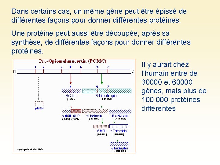 Dans certains cas, un même gène peut être épissé de différentes façons pour donner