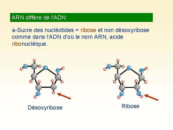 ARN diffère de l'ADN: a-Sucre des nucléotides = ribose et non désoxyribose comme dans