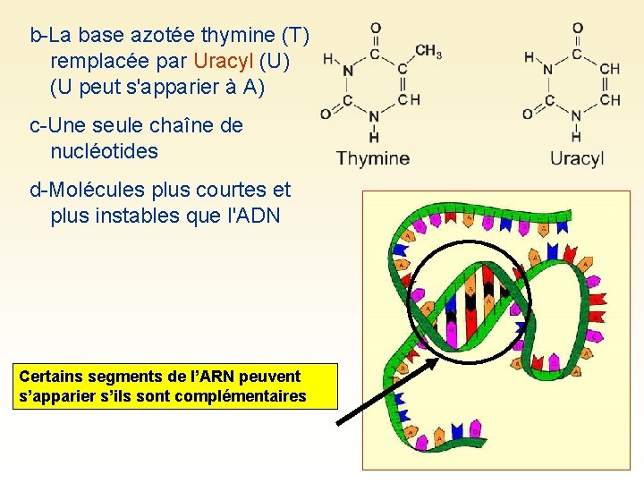 b-La base azotée thymine (T) remplacée par Uracyl (U) (U peut s'apparier à A)