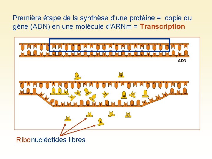 Première étape de la synthèse d'une protéine = copie du gène (ADN) en une