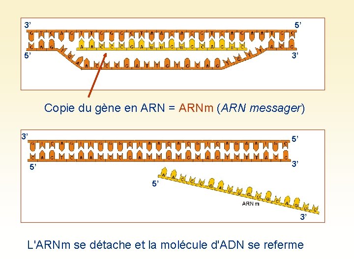 3’ 5’ 5’ 3’ Copie du gène en ARN = ARNm (ARN messager) 3’