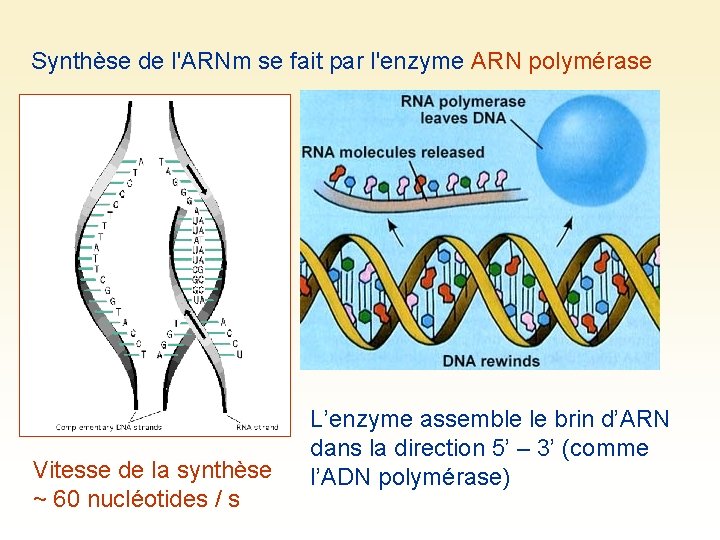 Synthèse de l'ARNm se fait par l'enzyme ARN polymérase Vitesse de la synthèse ~