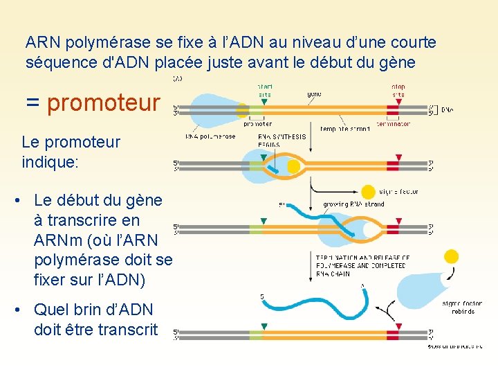 ARN polymérase se fixe à l’ADN au niveau d’une courte séquence d'ADN placée juste