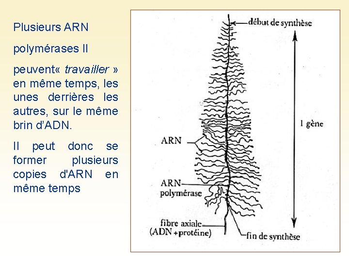Plusieurs ARN polymérases II peuvent « travailler » en même temps, les unes derrières