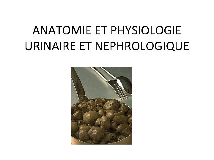 ANATOMIE ET PHYSIOLOGIE URINAIRE ET NEPHROLOGIQUE ANATOMIE ET PHYSIOLOGIE URINAIRE ET NEPHROLOGIQUE