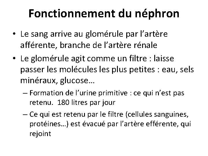 Fonctionnement du néphron • Le sang arrive au glomérule par l’artère afférente, branche de Fonctionnement du néphron • Le sang arrive au glomérule par l’artère afférente, branche de