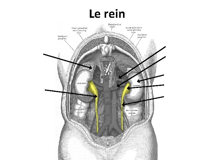 Le rein Le rein
