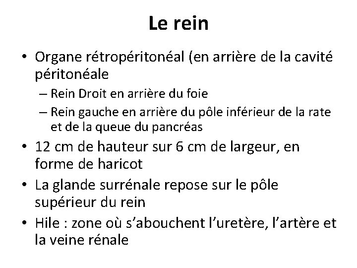 Le rein • Organe rétropéritonéal (en arrière de la cavité péritonéale – Rein Droit Le rein • Organe rétropéritonéal (en arrière de la cavité péritonéale – Rein Droit