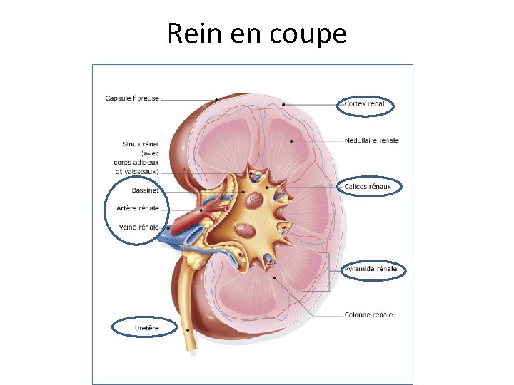 Rein en coupe Rein en coupe