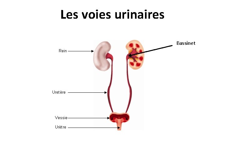 Les voies urinaires Bassinet Les voies urinaires Bassinet