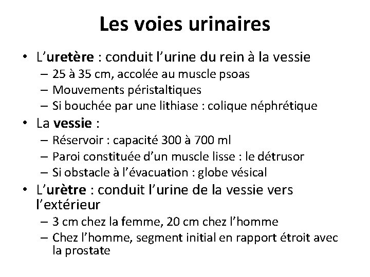 Les voies urinaires • L’uretère : conduit l’urine du rein à la vessie – Les voies urinaires • L’uretère : conduit l’urine du rein à la vessie –