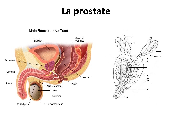 La prostate La prostate