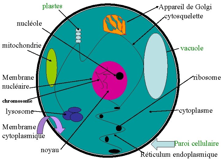 plastes nucléole mitochondrie Membrane nucléaire Appareil de Golgi cytosquelette vacuole ribosome chromosome cytoplasme lysosome