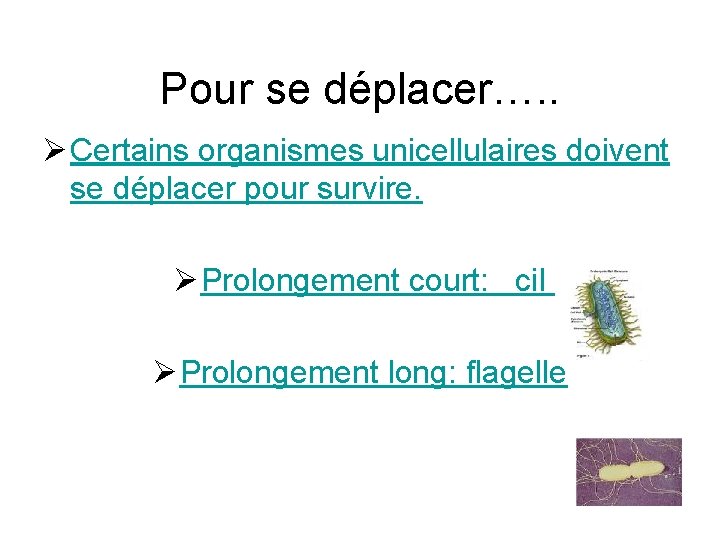 Pour se déplacer…. . Ø Certains organismes unicellulaires doivent se déplacer pour survire. Ø