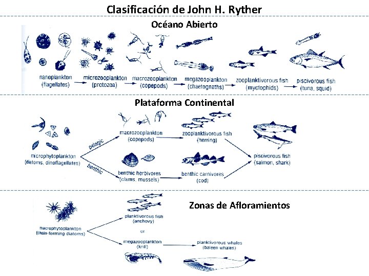 Clasificación de John H. Ryther Océano Abierto Plataforma Continental Zonas de Afloramientos 