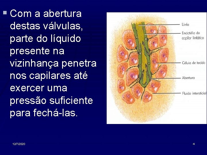 § Com a abertura destas válvulas, parte do líquido presente na vizinhança penetra nos