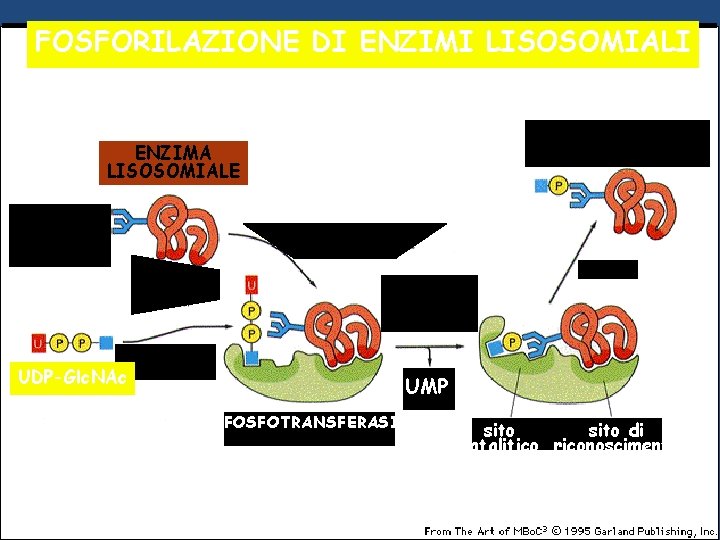 FOSFORILAZIONE DI ENZIMI LISOSOMIALI ENZIMA LISOSOMIALE UDP-Glc. NAc UMP FOSFOTRANSFERASI sito di catalitico riconoscimento