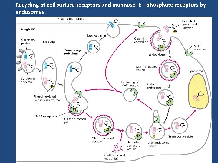 Recycling of cell surface receptors and mannose- 6 - phosphate receptors by endosomes. 