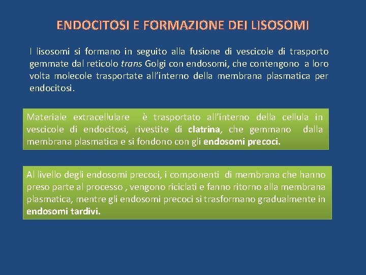ENDOCITOSI E FORMAZIONE DEI LISOSOMI I lisosomi si formano in seguito alla fusione di