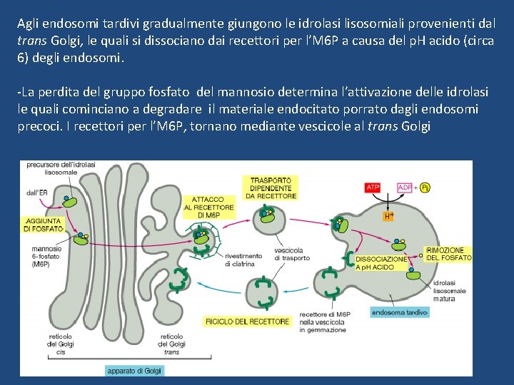 Agli endosomi tardivi gradualmente giungono le idrolasi lisosomiali provenienti dal trans Golgi, le quali