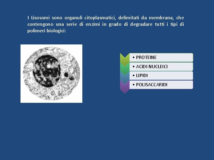 I Lisosomi sono organuli citoplasmatici, delimitati da membrana, che contengono una serie di enzimi