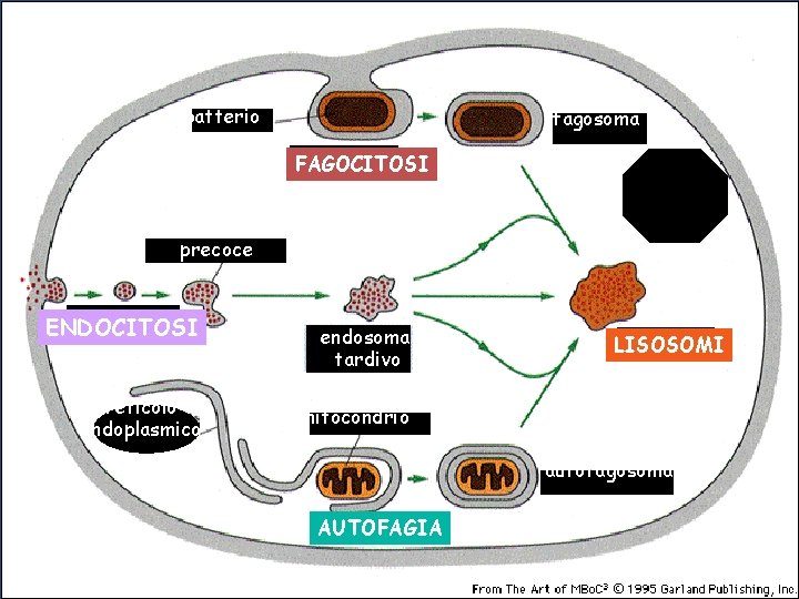 batterio fagosoma FAGOCITOSI endosoma precoce ENDOCITOSI reticolo endoplasmico endosoma tardivo LISOSOMI mitocondrio autofagosoma AUTOFAGIA