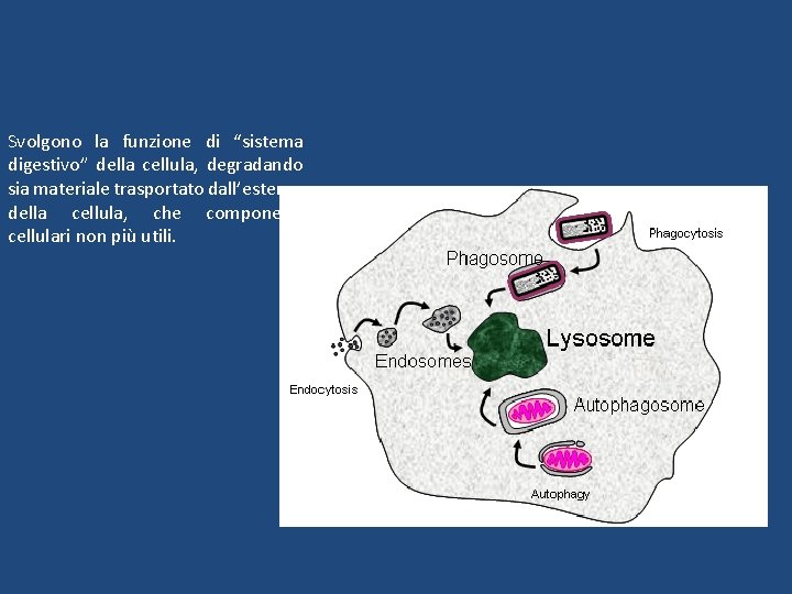 Svolgono la funzione di “sistema digestivo” della cellula, degradando sia materiale trasportato dall’esterno della