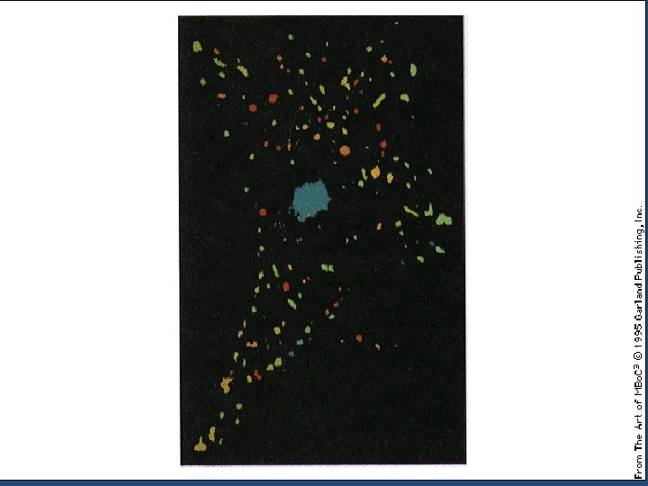 p. H IN DIFFERENTI COMPARTIMENTI INTRACELLULARI MISURATO CON L’USO DI SONDE FLUORESCENTI SENSIBILI AL