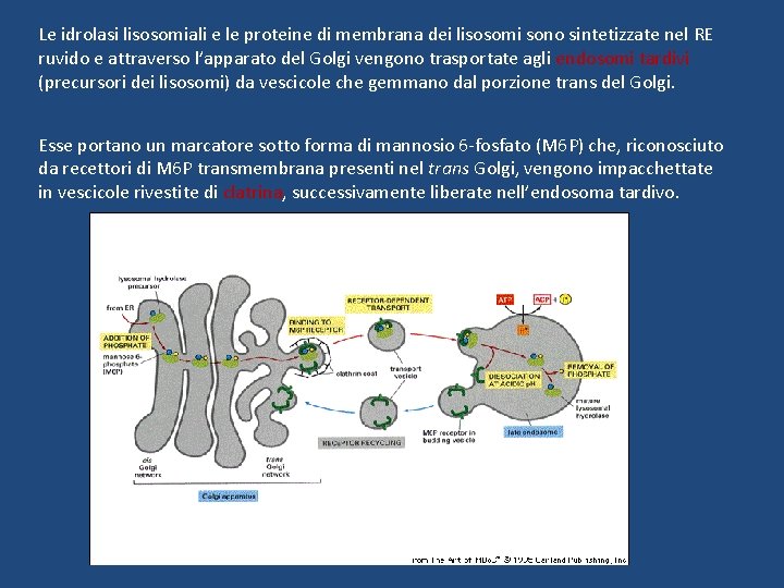 Le idrolasi lisosomiali e le proteine di membrana dei lisosomi sono sintetizzate nel RE