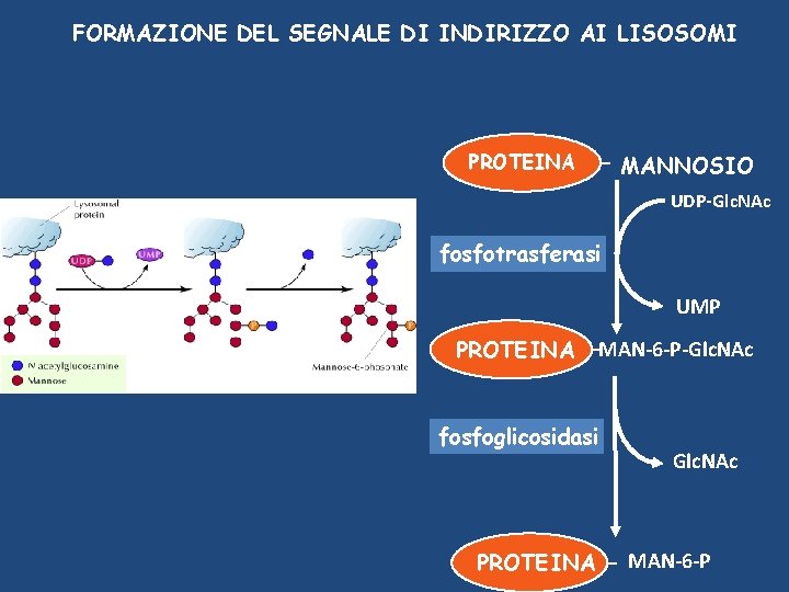 FORMAZIONE DEL SEGNALE DI INDIRIZZO AI LISOSOMI PROTEINA MANNOSIO UDP-Glc. NAc fosfotrasferasi UMP PROTEINA