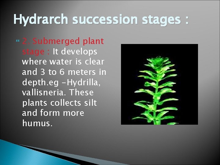 Hydrarch succession stages : 2. Submerged plant stage : It develops where water is