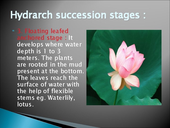 Hydrarch succession stages : 3. Floating leafed anchored stage : It develops where water