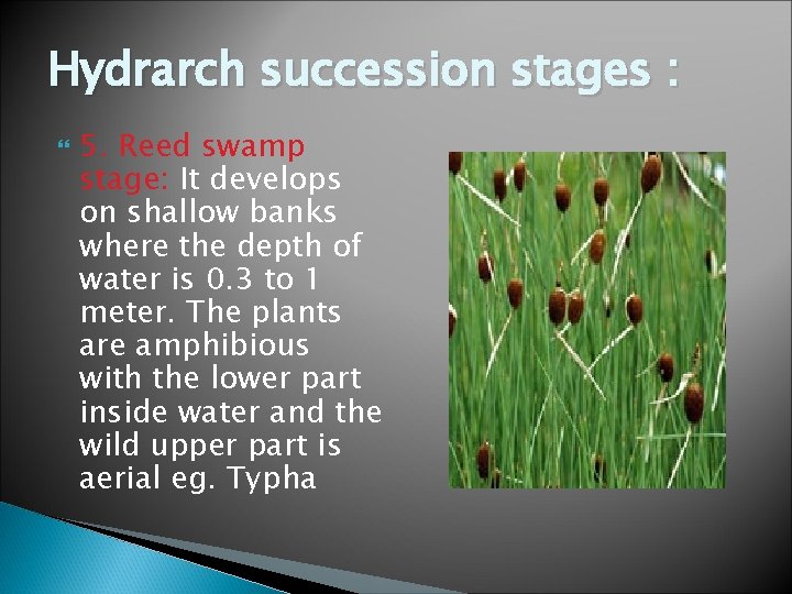Hydrarch succession stages : 5. Reed swamp stage: It develops on shallow banks where