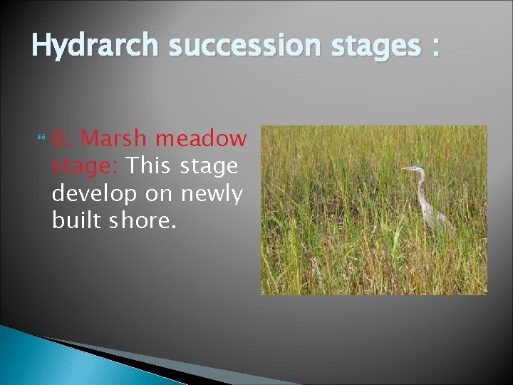 Hydrarch succession stages : 6. Marsh meadow stage: This stage develop on newly built