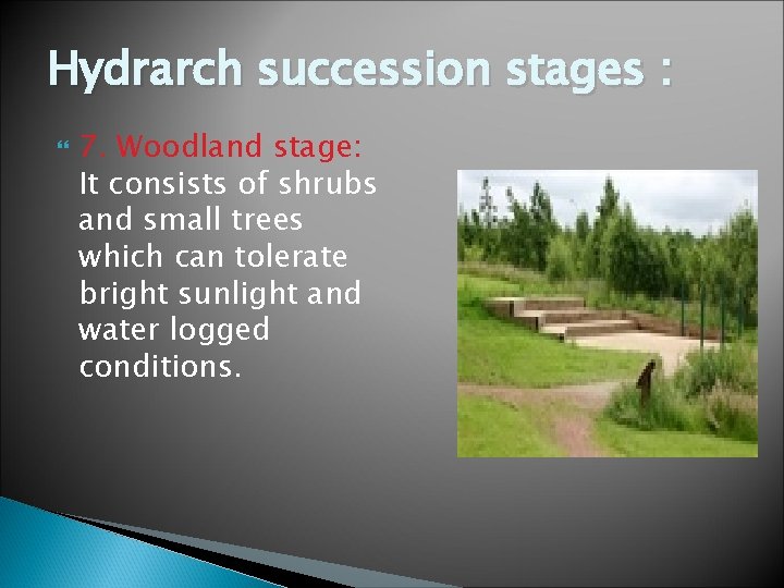 Hydrarch succession stages : 7. Woodland stage: It consists of shrubs and small trees