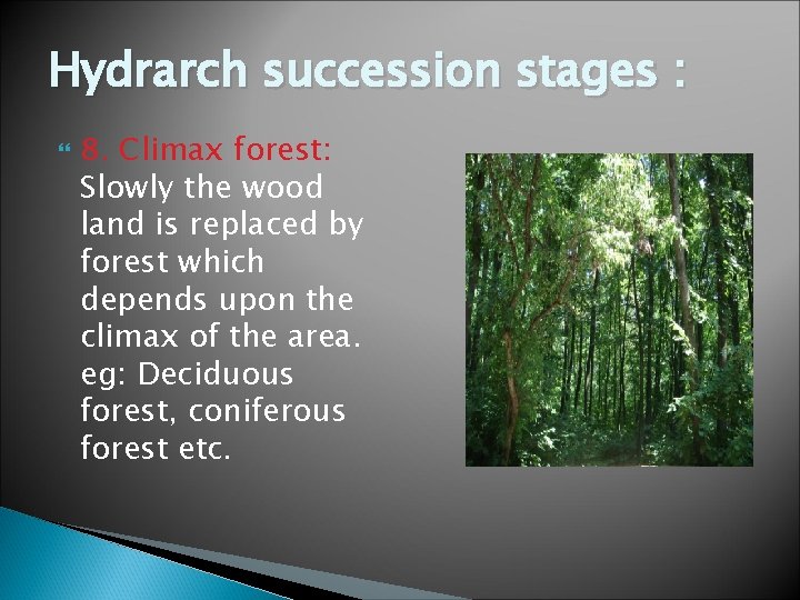 Hydrarch succession stages : 8. Climax forest: Slowly the wood land is replaced by