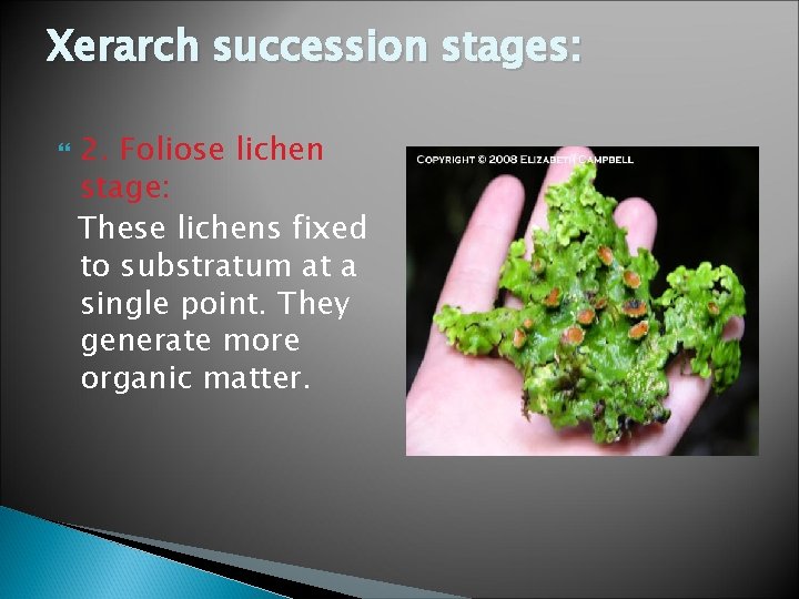 Xerarch succession stages: 2. Foliose lichen stage: These lichens fixed to substratum at a