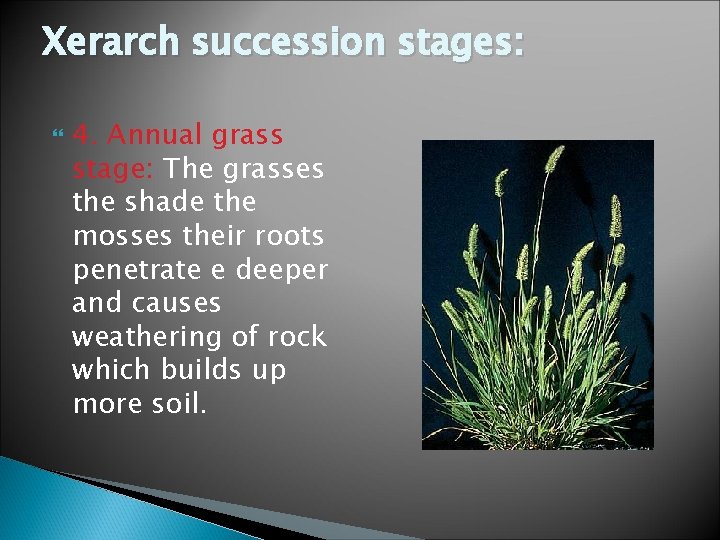Xerarch succession stages: 4. Annual grass stage: The grasses the shade the mosses their
