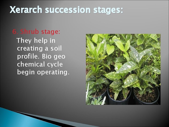 Xerarch succession stages: 6. Shrub stage: They help in creating a soil profile. Bio