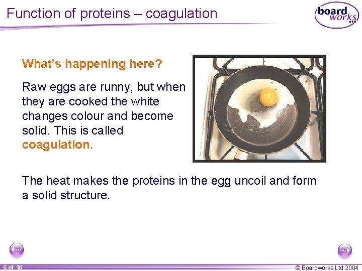 Function of proteins – coagulation What’s happening here? Raw eggs are runny, but when