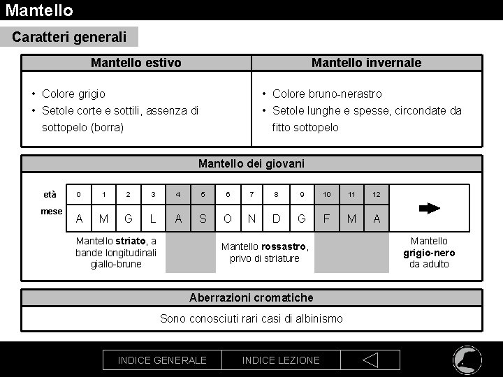 Mantello Caratteri generali Mantello estivo Mantello invernale • Colore grigio • Setole corte e