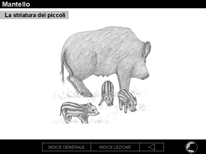 Mantello La striatura dei piccoli INDICE GENERALE INDICE LEZIONE 