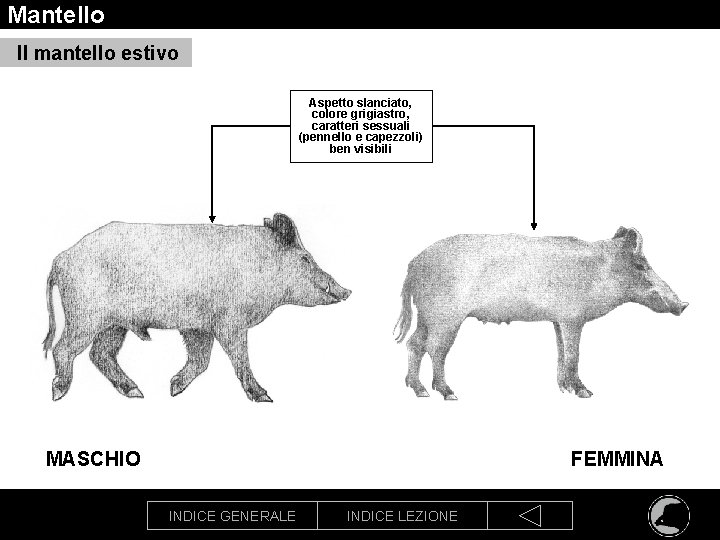 Mantello Il mantello estivo Aspetto slanciato, colore grigiastro, caratteri sessuali (pennello e capezzoli) ben