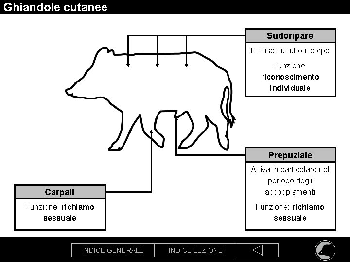 Ghiandole cutanee Sudoripare Diffuse su tutto il corpo Funzione: riconoscimento individuale Prepuziale Carpali Attiva