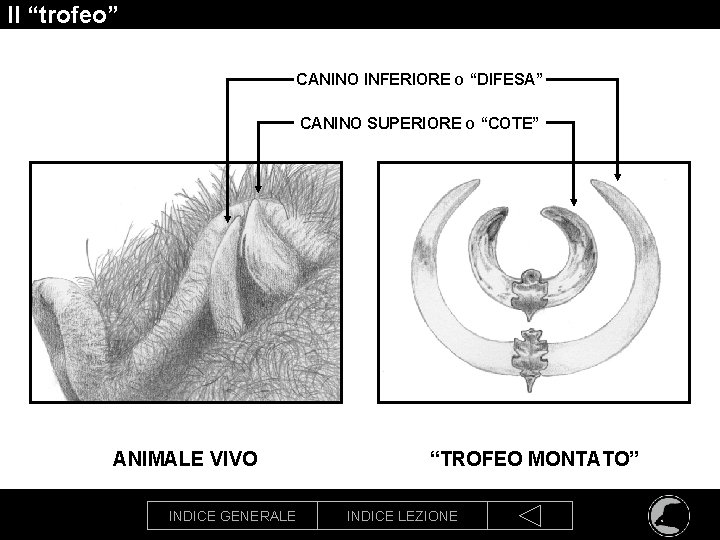 Il “trofeo” CANINO INFERIORE O “DIFESA” CANINO SUPERIORE O “COTE” ANIMALE VIVO INDICE GENERALE