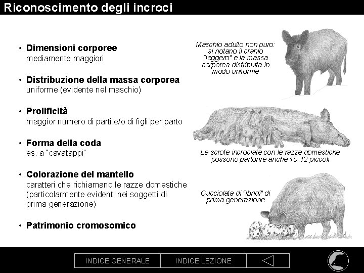 Riconoscimento degli incroci • Dimensioni corporee mediamente maggiori • Distribuzione della massa corporea Maschio