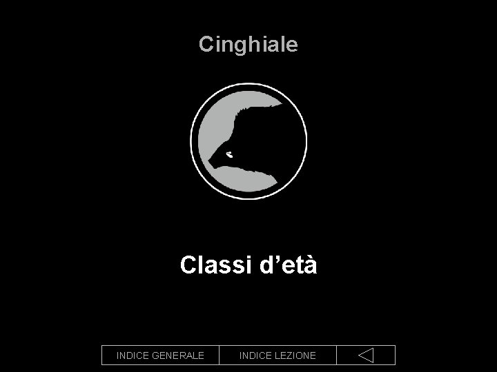 Cinghiale Classi d’età INDICE GENERALE INDICE LEZIONE 