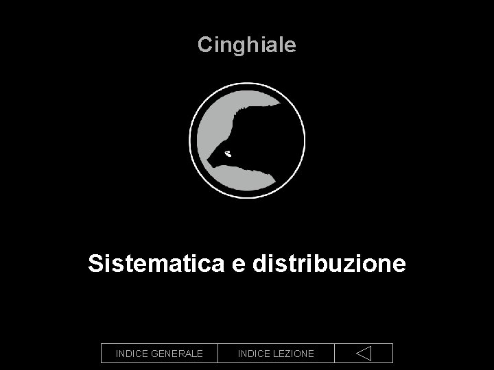 Cinghiale Sistematica e distribuzione INDICE GENERALE INDICE LEZIONE 