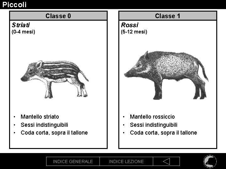 Piccoli Classe 0 Classe 1 Striati Rossi (0 -4 mesi) (5 -12 mesi) •