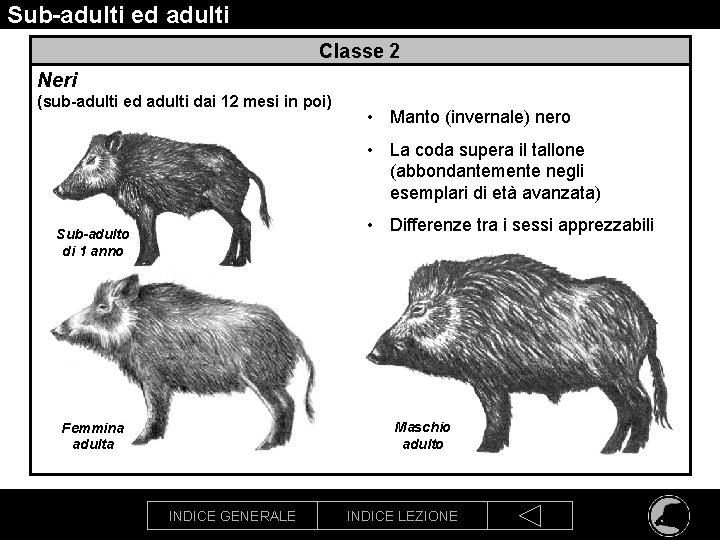 Sub-adulti ed adulti Classe 2 Neri (sub-adulti ed adulti dai 12 mesi in poi)